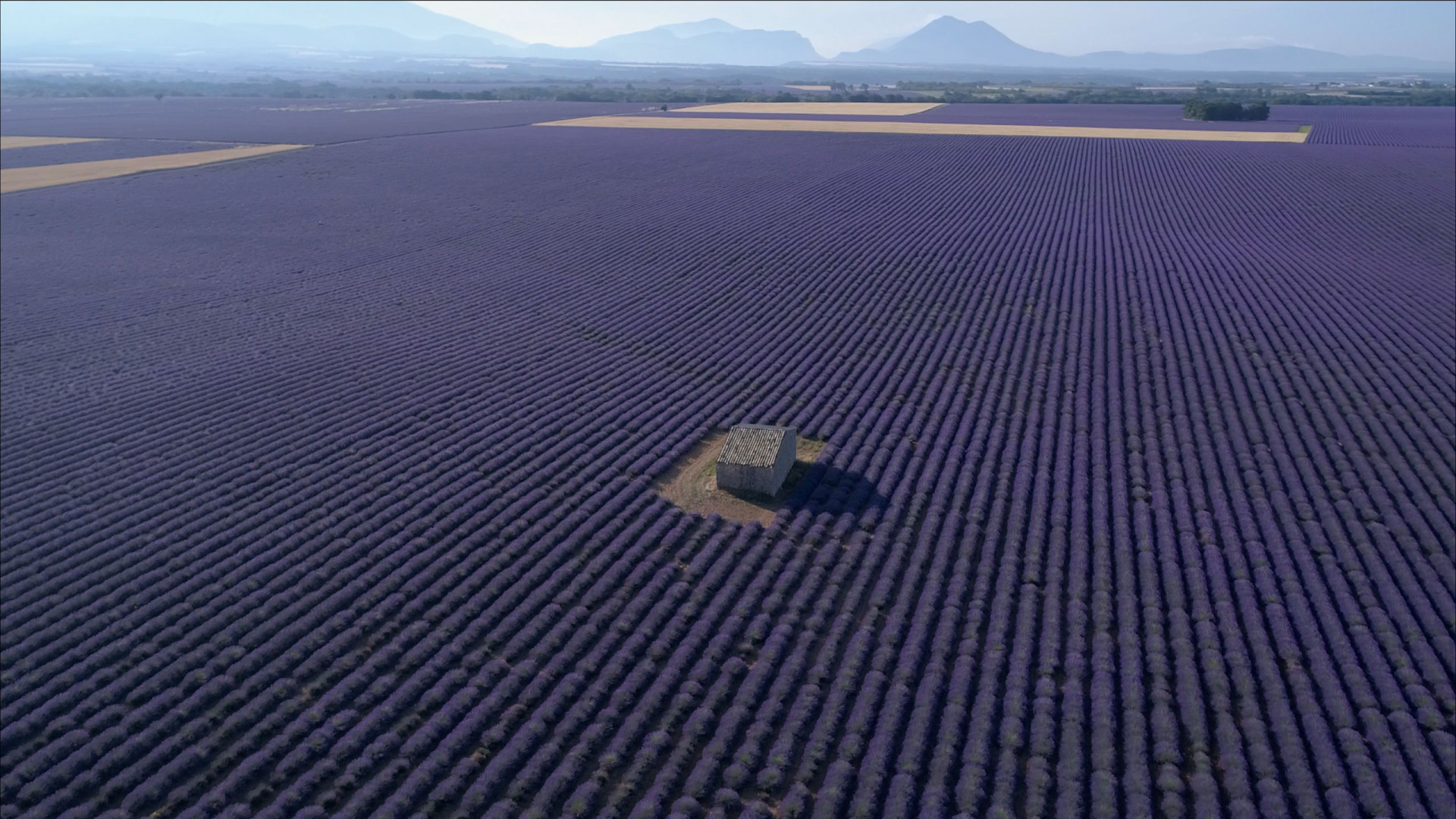 La lavande et le plateau de Valensole