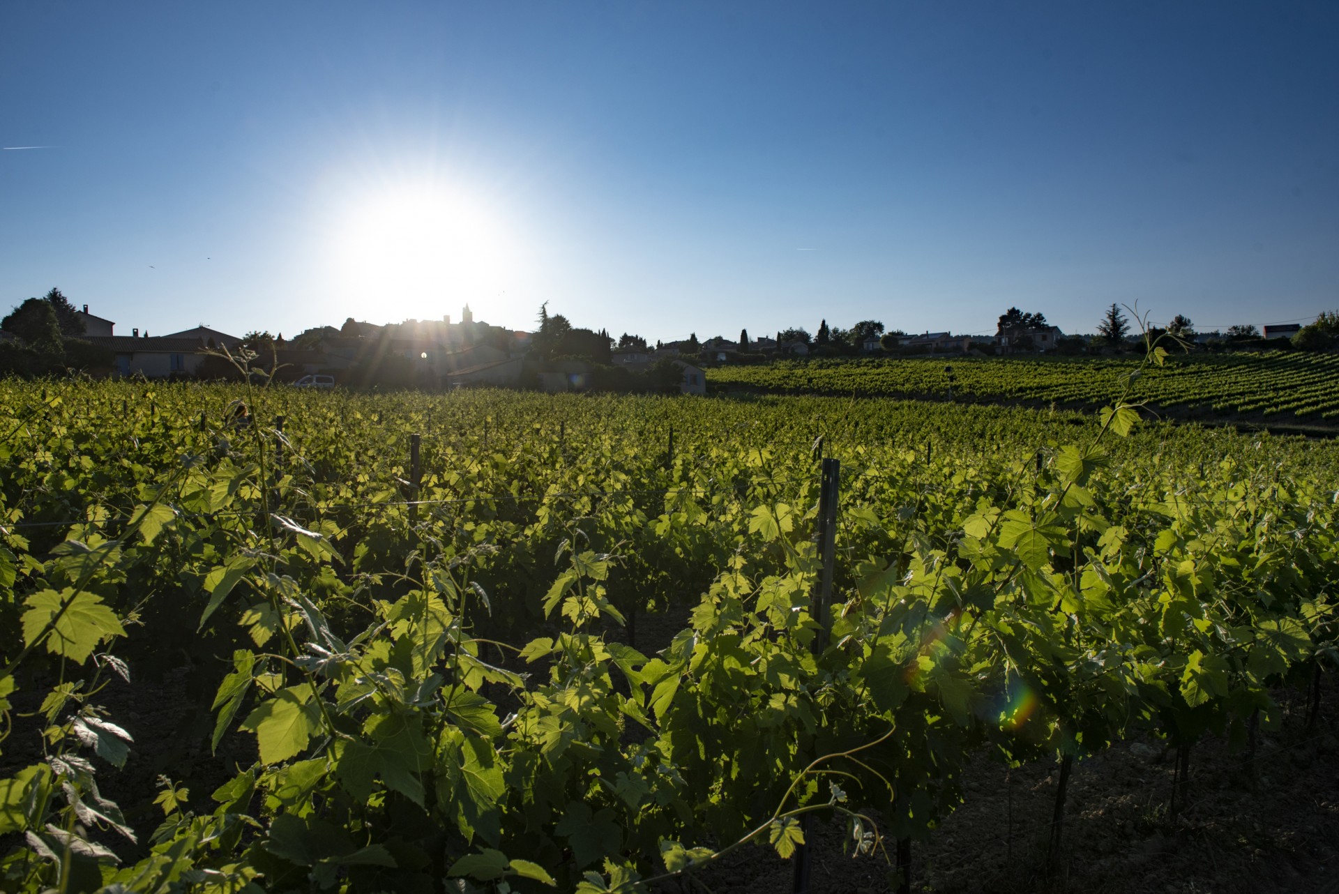 Vignoble à contre-jour au pied d'un village provençal