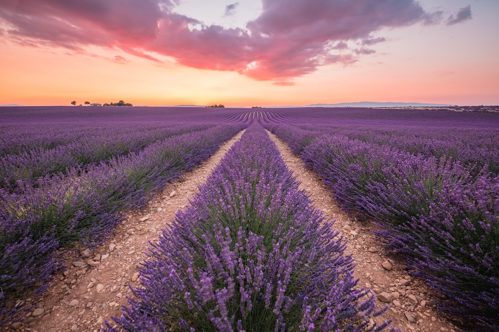 Champ de lavande en fleurs sur le plateau de Valensole au soleil couchant