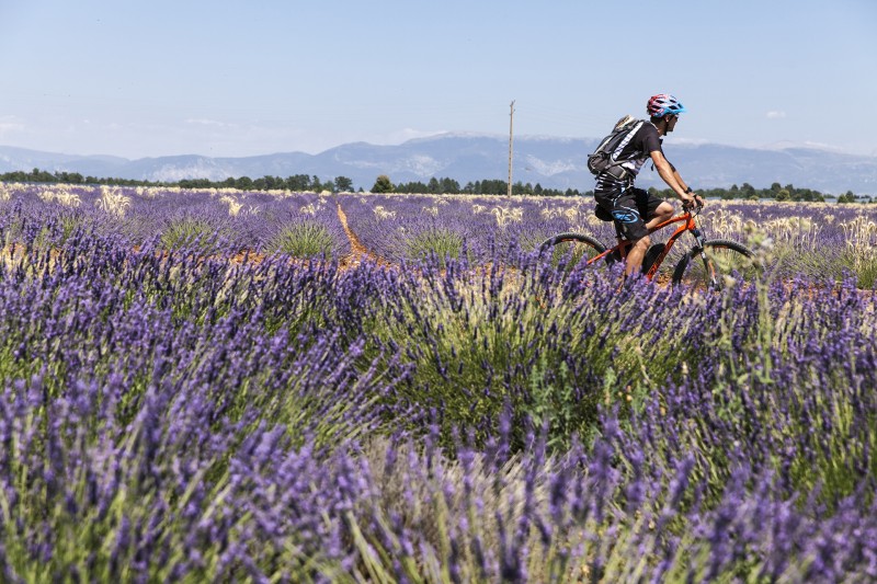 Le village de Valensole et son plateau