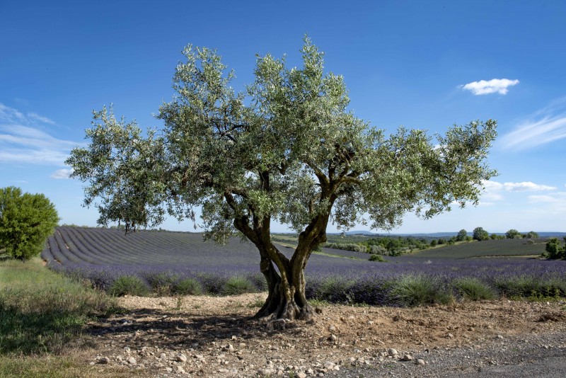 Lavande en fleur sur le plateau de Valensole