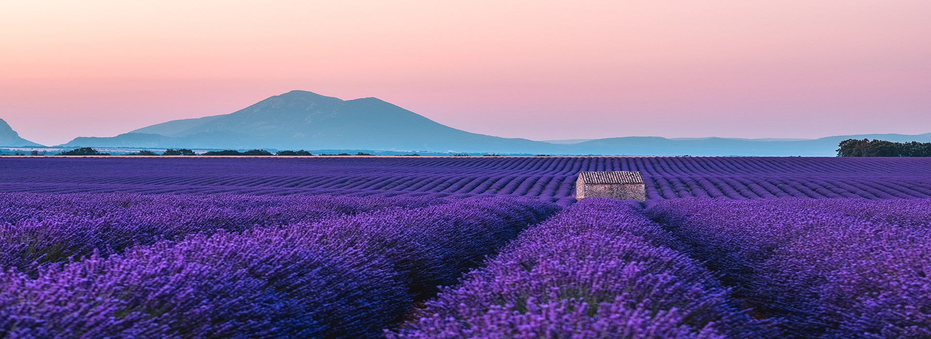 Lavande plateau de Valensole
