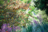 Garten der Abtei von Valsaintes_Simiane-la-Rotonde Garten der Abtei von Valsaintes_Simiane-la-Rotonde