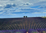 Champs de Lavande - © Chambre d'hôtes des LilyDR Champs de Lavande