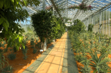 Ciel d'Azur Labs_Mane