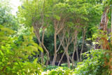 ARBRES