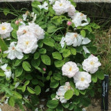 Fleurs