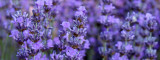 Lavande bio Lavande bio