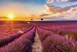 Coucher de Soleil sur les Lavandes