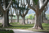 Platanes