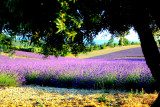 Plateau de Valensole