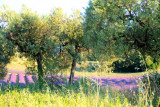 Plateau de Valensole