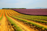Plateau de Valensole