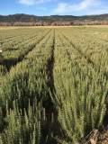 Senteurs des Collines