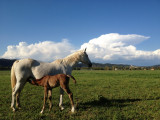 Poulain