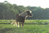 Poney