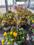 Fleurs