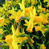 Jonquilles
