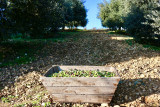 l'olive enchantée du Verdon