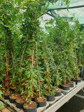 Plants grenadiers, grenade