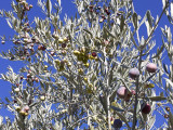 olives