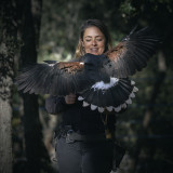 Aigles du verdon