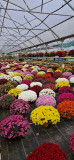 Chrysanthèmes