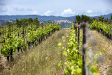 Chateau Rousset