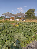 Potager courges