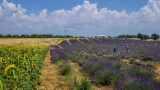 Valensole