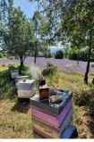 rucher sur la floraison  de lavande