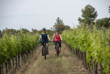 CIrcuit dans les Vignes