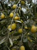 Olives