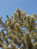 Pin sylvestre