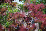 ARBRE