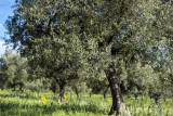 Chateau Rousset