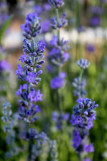 Fleurs