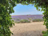 vue lavande - © DR lavandes angelvin vue lavande