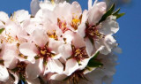 Fleurs des amandiers