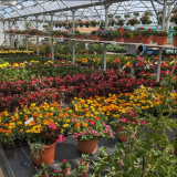 Fleurs - © Stéphanie Debroise Fleurs