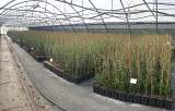 Plants oliviers, huile olive