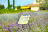 Jardin - © L'Occitane en Provence Jardin