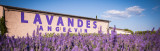 LAVANDES ANGELVIN