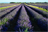 Champs de lavande