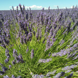 Lavande et lavandin_Valensole