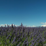 Le Plateau de Valensole_Valensole