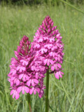 Orchis pyramidal