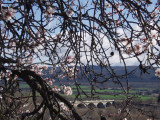 Pont de la Durance et amandiers fleuris