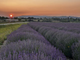 Champ de lavandes - © Isabelle et Sébastien Champ de lavandes