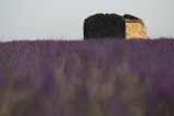 Plateau de Valensole